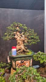Sam hương rin cốt cành đẹp gluu cả nhà