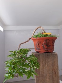Giấy ghép Tím Huế...