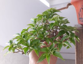 Giấy ghép Tím Huế...