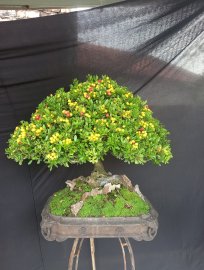 Tp Hải Châu