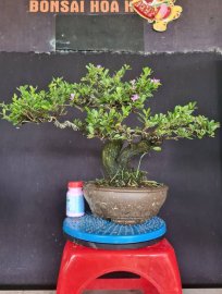 Giao lưu 2 cây linh sam siêu hoa rin đang bung hoa