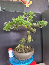 Giao lưu 2 cây linh sam siêu hoa rin đang bung hoa
