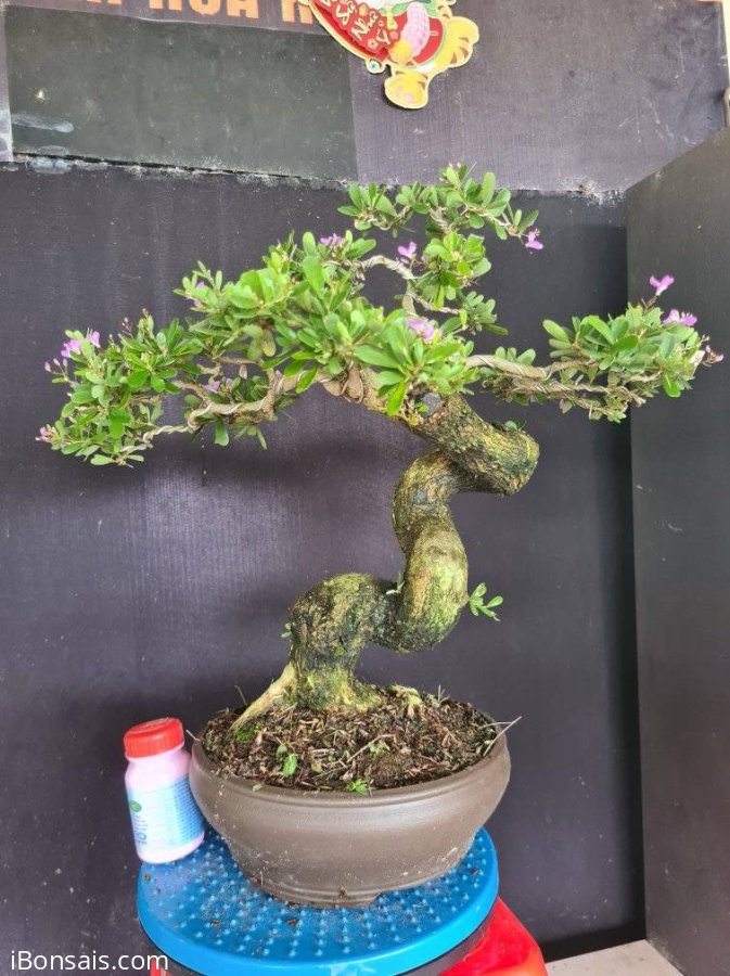 Giao lưu 2 cây linh sam siêu hoa rin đang bung hoa