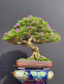 Tác phẩm linh sam kim sông hinh