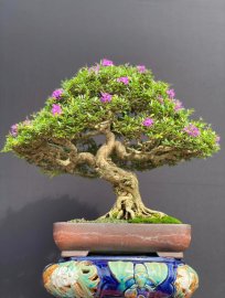 Tác phẩm linh sam kim sông hinh