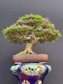 Tác phẩm linh sam kim sông hinh