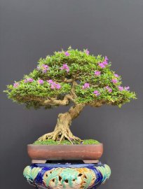 Tác phẩm linh sam kim sông hinh