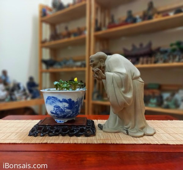 Đời người như bóng câu ngoài cửa sổ - như hoa sớm nở tối tàn.