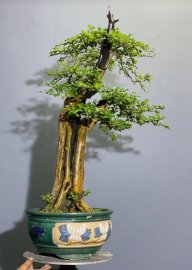 Cây trắc nghệ 3500k