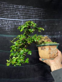 Sam núi trái khai thác củ thù lù mà cây có chút ét