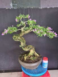 Linh sam siêu hoa rin lắc thân