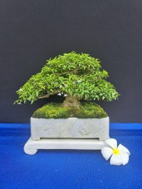 Gl mai chiếu thủy lá trung
