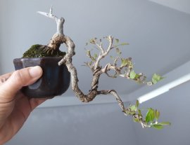Em Linh Sam sông Hinh mini...