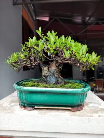 Trang đỏ cũng có tuổi rồi