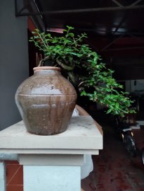Trà phúc kiến nằm chum cũ