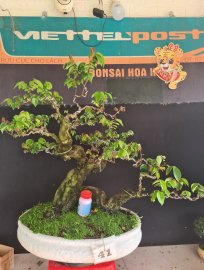 Gluu khế gân rin đang hoa