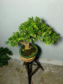 Gl mn cây Hải châu lá nhỏ sông cầu