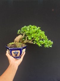 Gl Linh sam siêu bông siêu quái mini