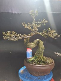 Linh sam siêu hoa rin gluu