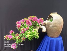 Hoa giấy Mỹ