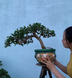 Gl ae cây Hải châu sc đời đầu
