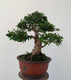 Gl ae cây Hải châu sc đời đầu