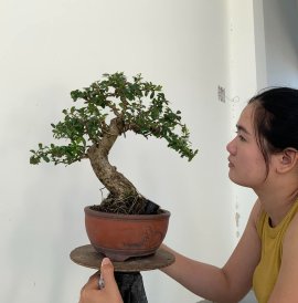 Gl ae cây Hải châu sc đời đầu 