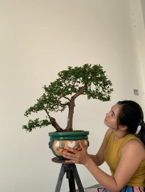 Gl ae cây Hải châu lá nhỏ sông cầu đời đầu 