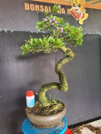 Linh sam siêu hoa rin lắc thân