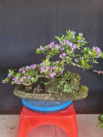 Tiểu cảnh linh sam siêu hoa
