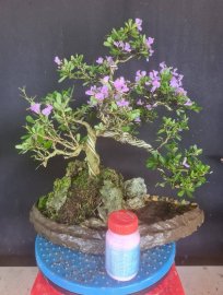 Tiểu cảnh linh sam siêu hoa