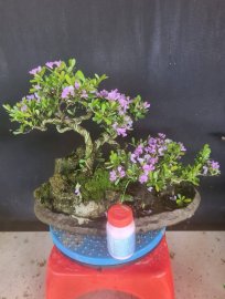 Tiểu cảnh linh sam siêu hoa