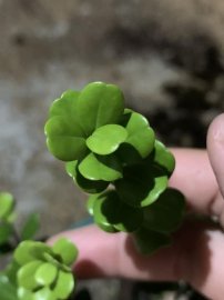 Gl ae cây Hải châu búp sen