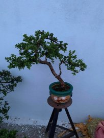 Gl ae cây Hải châu búp sen