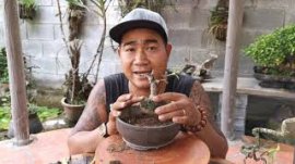 Cách xử lý đế mỏng vào chậu cạn cho cây Bonsai mini và siêu mini