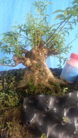Trung nu lùn lực cốt giựt chuẩn