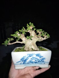 Sam hương