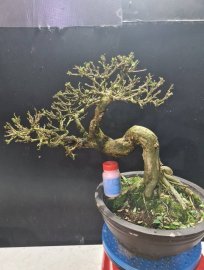 Linh sam siêu hoa rin nuôi cốt