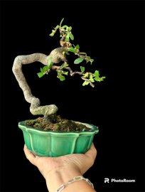 Hải Châu rể quái mini để bàn mời ae