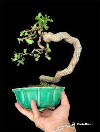 Hải Châu rể quái mini để bàn mời ae