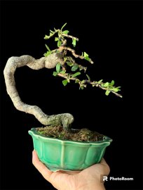 Hải Châu rể quái mini để bàn mời ae