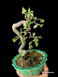 Hải Châu rể quái mini để bàn mời ae