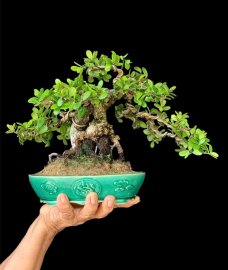 Hải châu sông cầu lũa thép âm thân