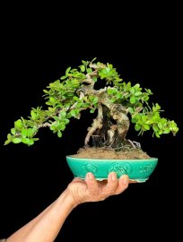 Hải châu sông cầu lũa thép âm thân