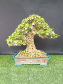 Mai chiếu thủy mời ace cùng ngắm ạ