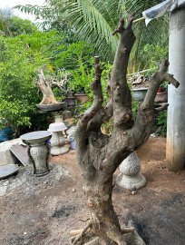 HOÀNG ANH MỘC