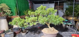 Tùng mini già dáng bay êm đẹp cho anh em lên cảnh