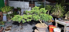 Tùng mini già dáng bay êm đẹp cho anh em lên cảnh