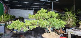 Tùng mini già dáng bay êm đẹp cho anh em lên cảnh