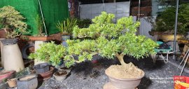 Tùng mini già dáng bay êm đẹp cho anh em lên cảnh